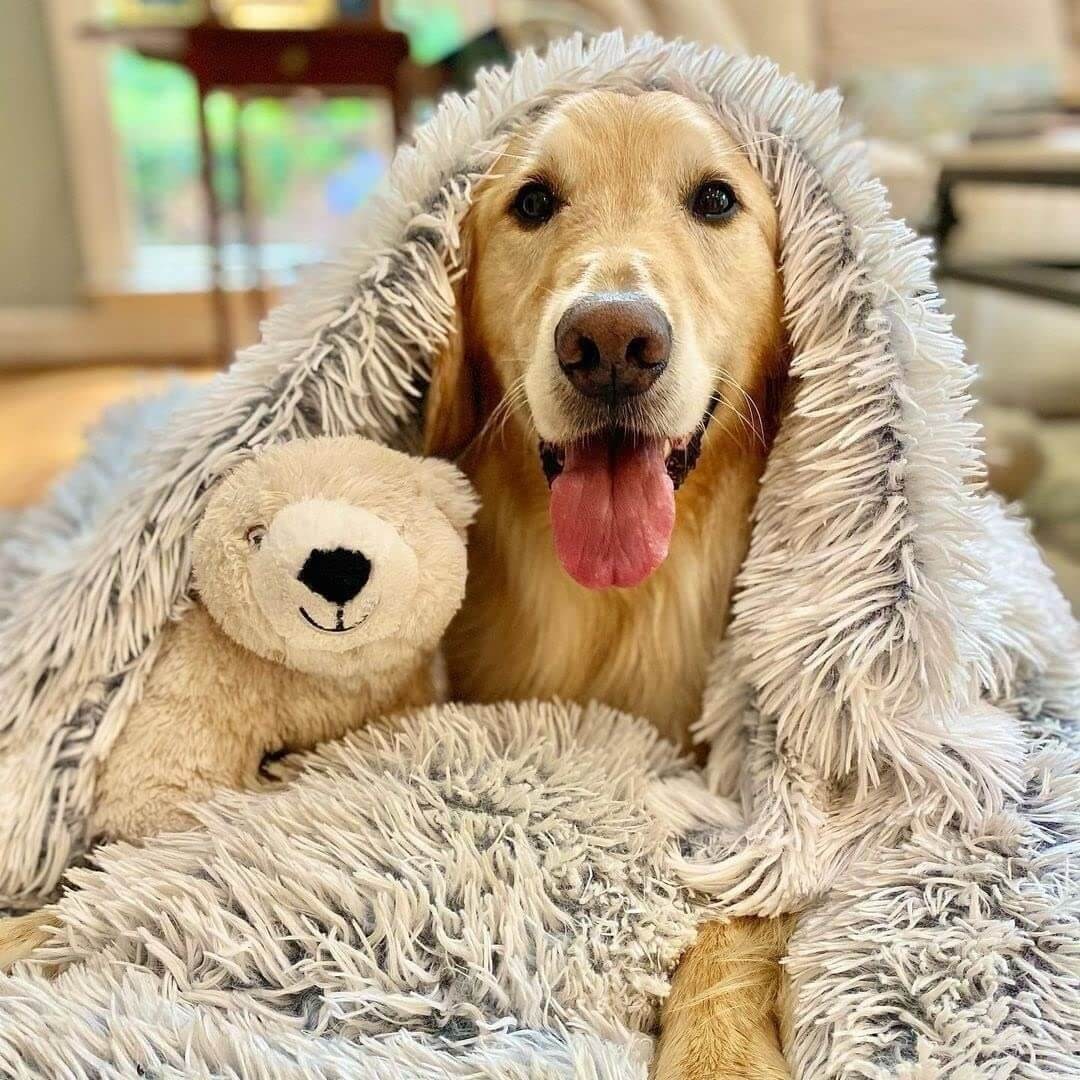 Fluffy Pet Blanket Soft and Cozy Comfort - Image 1
