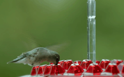 Hummingbird Feeder Ant Moat Outdoor Hanging Use - Image 7