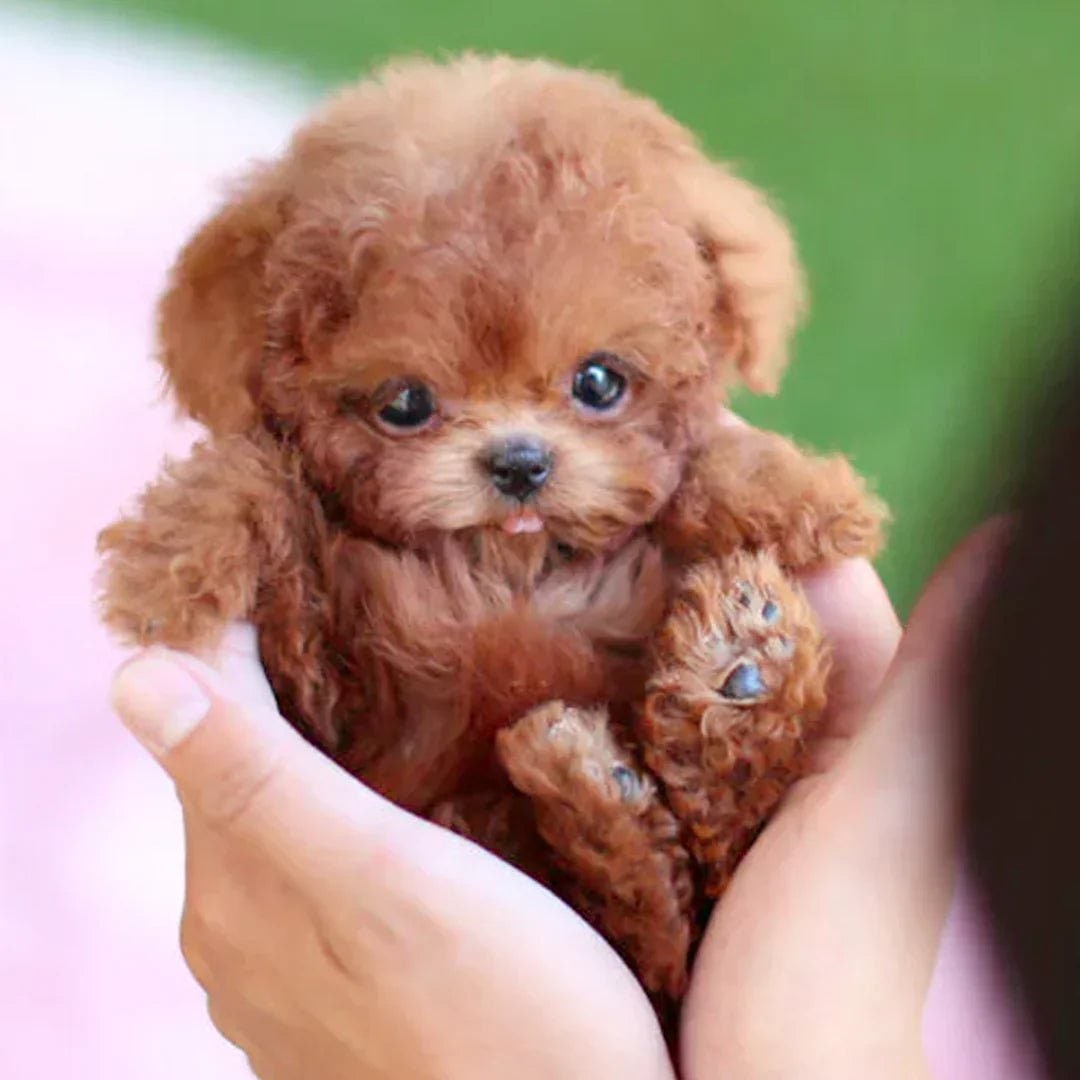 Interactive Plush Dog Toy Realistic Movements & Seniors - Image 1