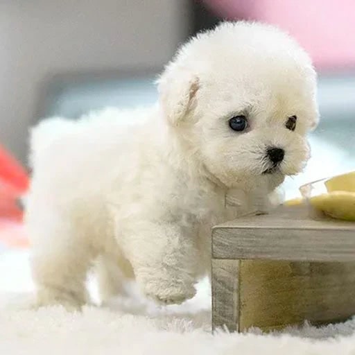 Interactive Plush Dog Toy Realistic Movements & Seniors - Image 9