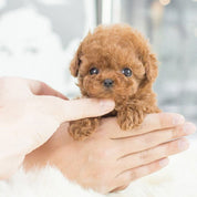 Interactive Robot Puppy Toy Realistic Lifelike Design - Image 3
