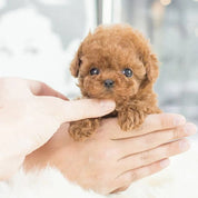 Interactive Robotic Puppy Interactive Dog Toy Fun Companion - Image 4