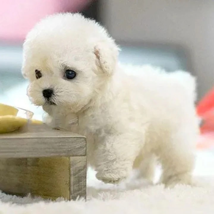 Interactive Robotic Puppy Toy Smart Walking Barking Dog - Image 2
