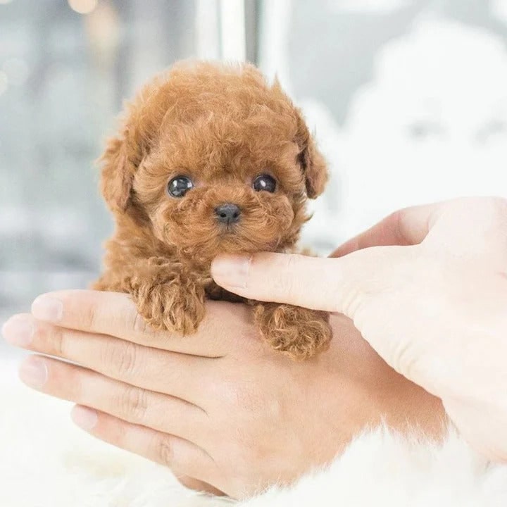 Interactive Robotic Puppy Toy Smart Walking Barking Dog - Image 4