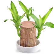 Lucky Brazilian Wood Plant Holder Decorative Greenery - Image 1