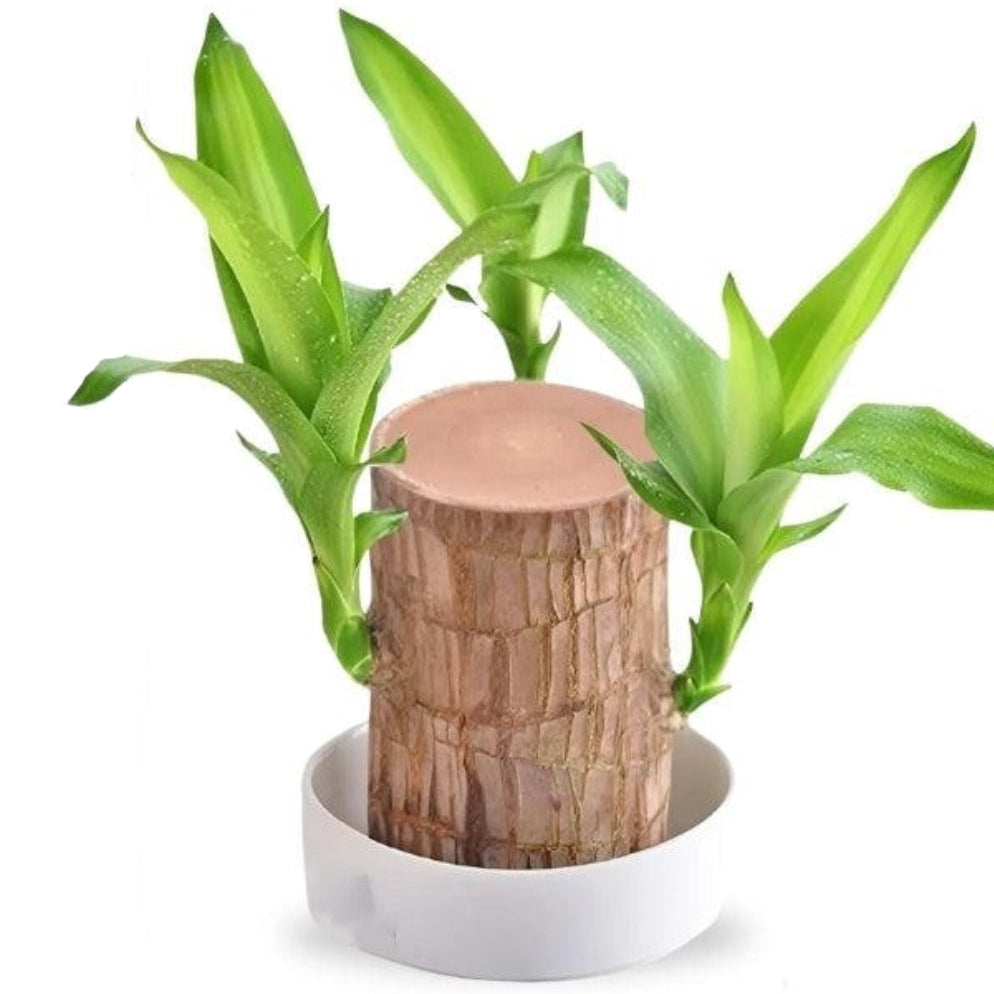 Lucky Brazilian Wood Plant Holder Decorative Greenery - Image 1