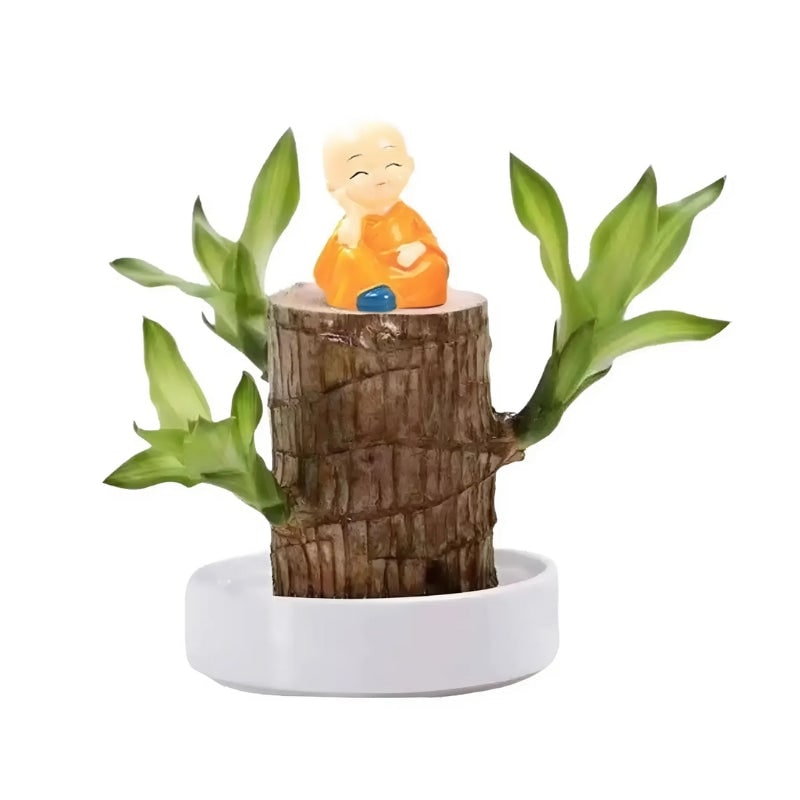 Lucky Brazilian Wood Plant Holder Decorative Greenery - Image 2