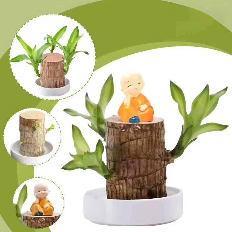Lucky Brazilian Wood Plant Holder Decorative Greenery - Image 3