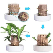 Lucky Brazilian Wood Plant Holder Decorative Greenery - Image 4