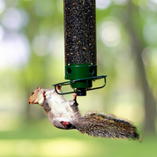 Squirrel Proof Bird Feeder Multiple Birds Durable Green Design - Image 1