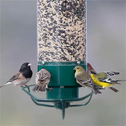 Squirrel Proof Bird Feeder Multiple Birds Durable Green Design - Image 7