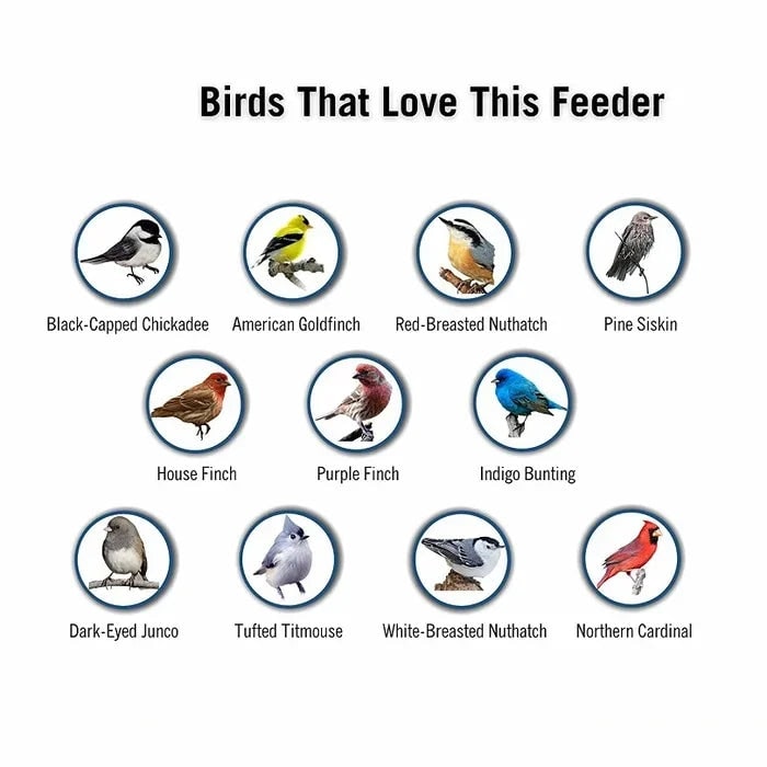 Squirrel Proof Hummingbird Feeder Outdoor Bird Feeding - Image 6